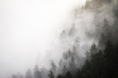 森林山在雾蒙蒙的一天
